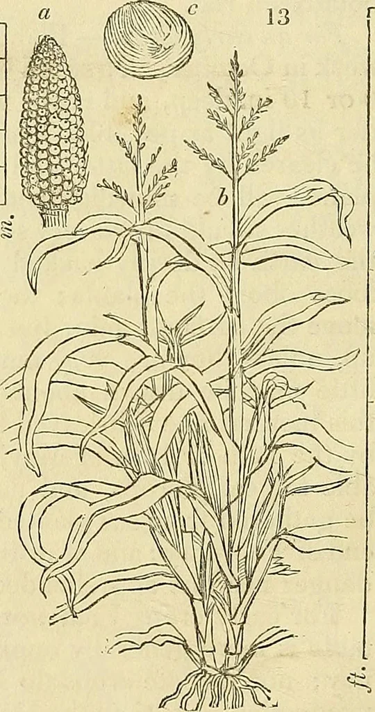 An illustration from The gardener's magazine and register of rural & domestic improvement, 1826, leaf 72