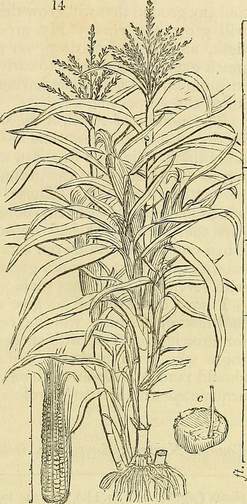 An illustration from The gardener's magazine and register of rural & domestic improvement, 1826, leaf 73