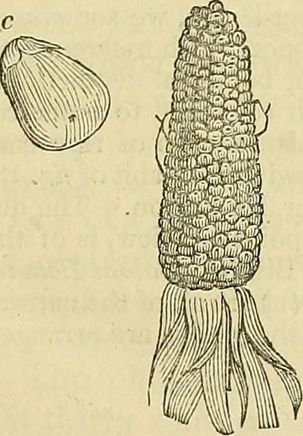 An illustration from The gardener's magazine and register of rural & domestic improvement, 1826, leaf 73