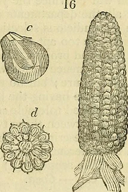 An illustration from The gardener's magazine and register of rural & domestic improvement, 1826, leaf 73