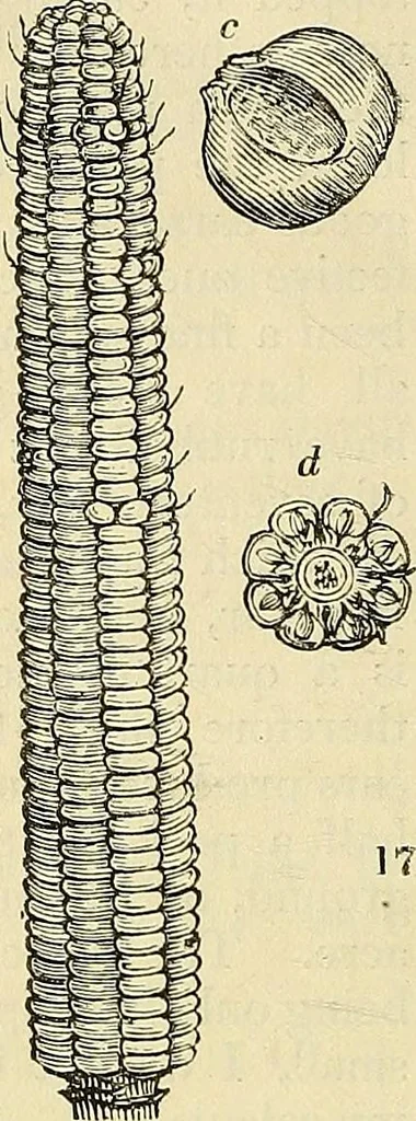 An illustration from The gardener's magazine and register of rural & domestic improvement, 1826, leaf 74