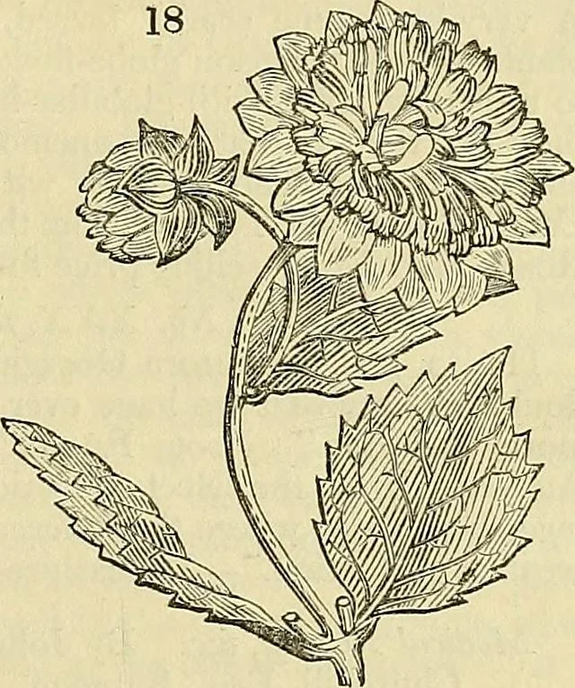 An illustration from The gardener's magazine and register of rural & domestic improvement, 1826, leaf 89