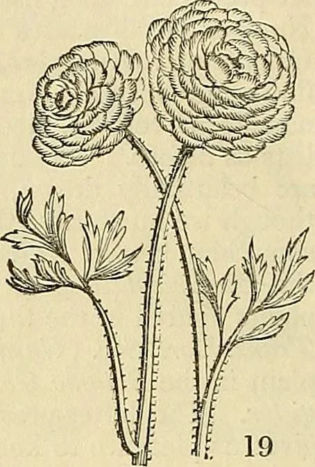 An illustration from The gardener's magazine and register of rural & domestic improvement, 1826, leaf 90