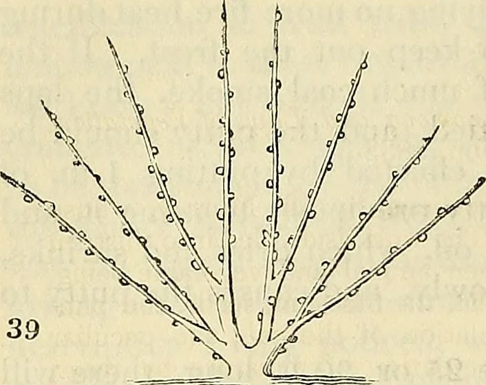 An illustration from The gardener's magazine and register of rural & domestic improvement, 1826, leaf 284