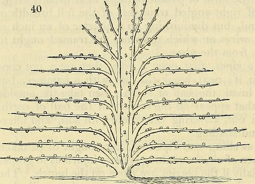 An illustration from The gardener's magazine and register of rural & domestic improvement, 1826, leaf 284