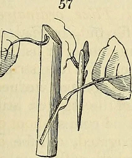 An illustration from The gardener's magazine and register of rural & domestic improvement, 1826, leaf 327