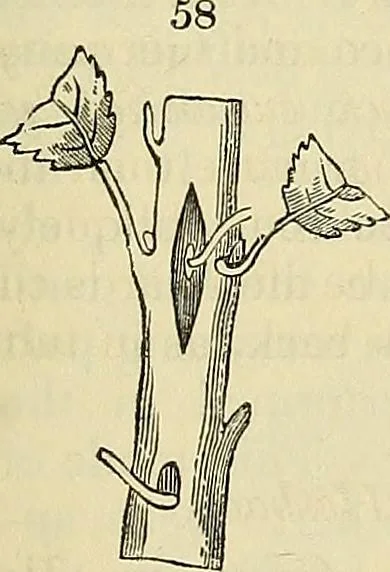 An illustration from The gardener's magazine and register of rural & domestic improvement, 1826, leaf 327