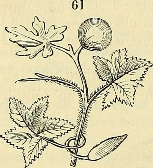 An illustration from The gardener's magazine and register of rural & domestic improvement, 1826, leaf 328