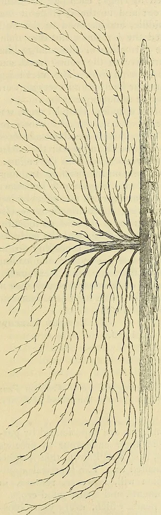 An illustration from The gardener's magazine and register of rural & domestic improvement, 1826, leaf 51