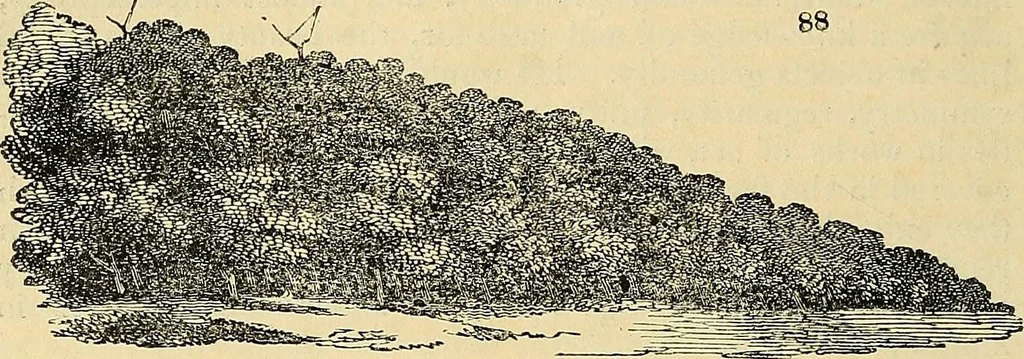 An illustration from The gardener's magazine and register of rural & domestic improvement, 1826, leaf 512