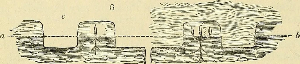 An illustration from The gardener's magazine and register of rural & domestic improvement, 1826, leaf 58