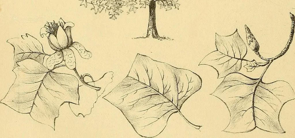 An illustration from The gardener's magazine and register of rural & domestic improvement, 1826, leaf 598
