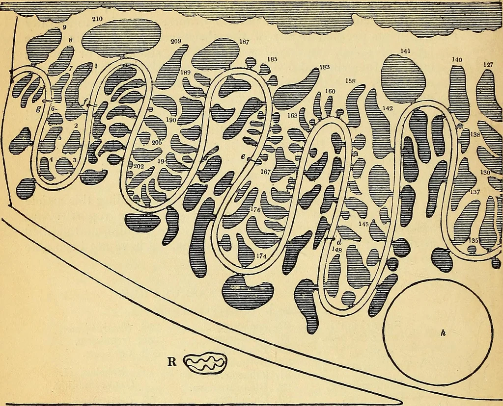An illustration from The gardener's magazine and register of rural & domestic improvement, 1826, leaf 140