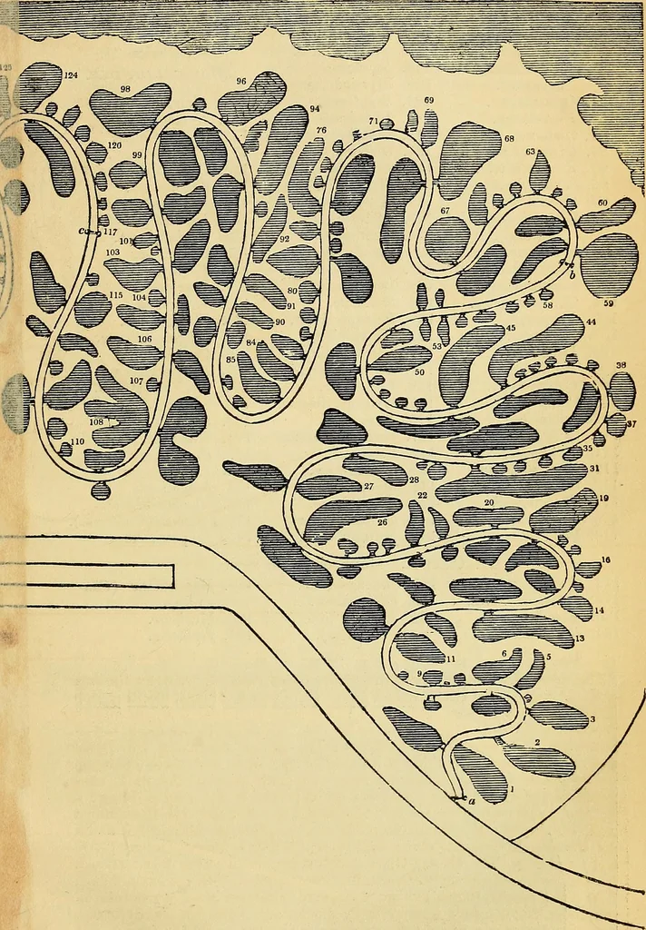 An illustration from The gardener's magazine and register of rural & domestic improvement, 1826, leaf 141