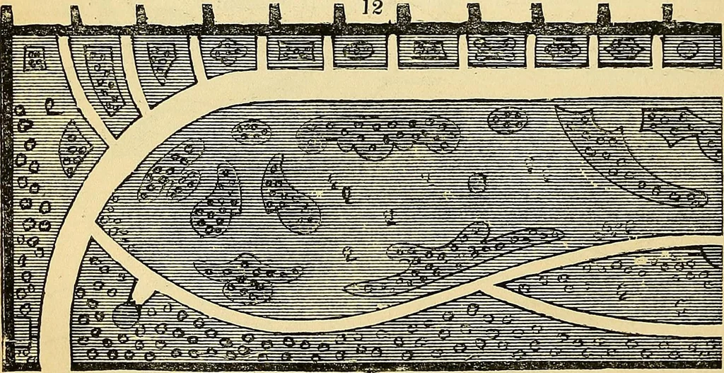 An illustration from The gardener's magazine and register of rural & domestic improvement, 1826, leaf 142
