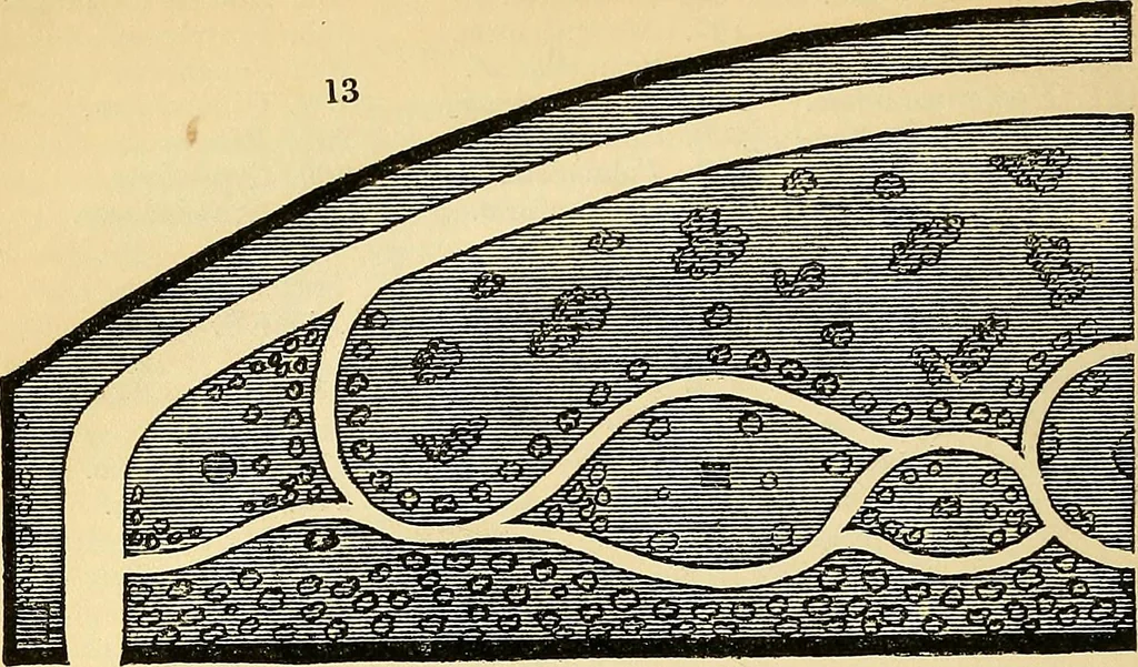 An illustration from The gardener's magazine and register of rural & domestic improvement, 1826, leaf 144