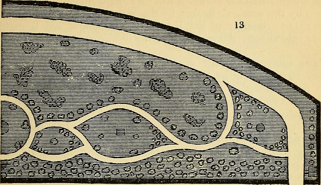 An illustration from The gardener's magazine and register of rural & domestic improvement, 1826, leaf 145