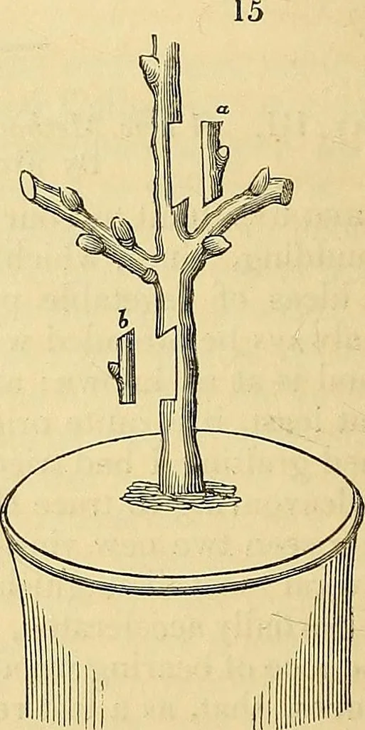An illustration from The gardener's magazine and register of rural & domestic improvement, 1826, leaf 194