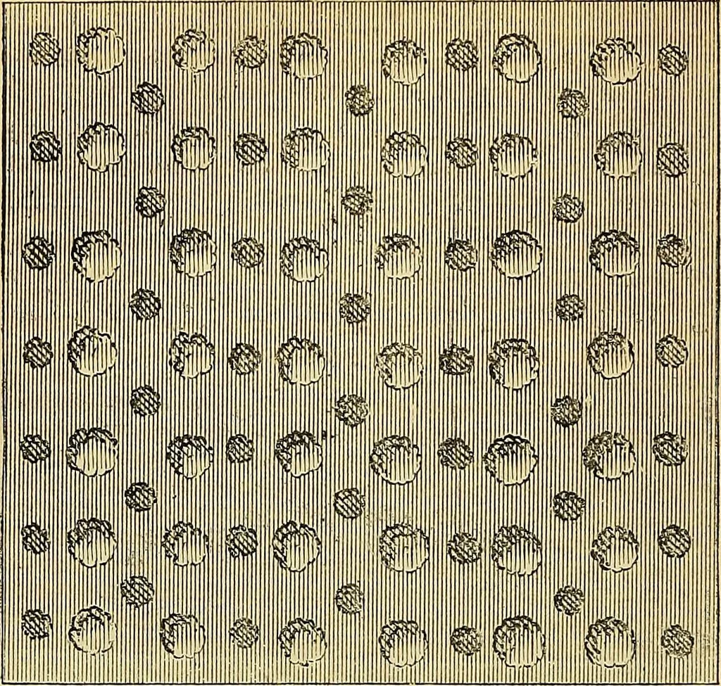 An illustration from The gardener's magazine and register of rural & domestic improvement, 1826, leaf 262