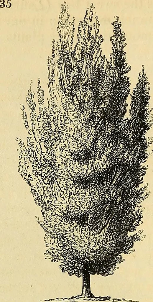 An illustration from The gardener's magazine and register of rural & domestic improvement, 1826, leaf 306