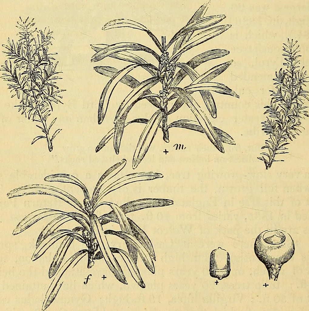 An illustration from The gardener's magazine and register of rural & domestic improvement, 1826, leaf 306