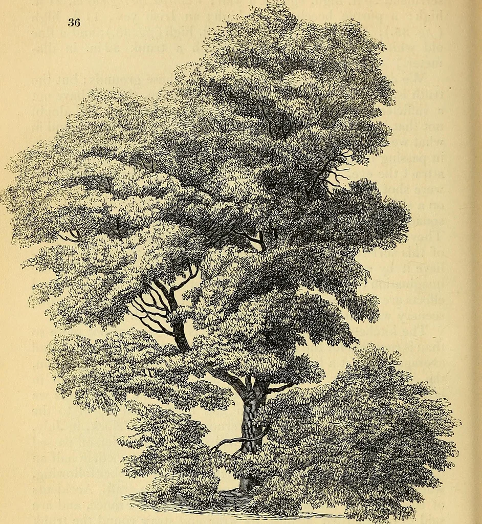 An illustration from The gardener's magazine and register of rural & domestic improvement, 1826, leaf 308