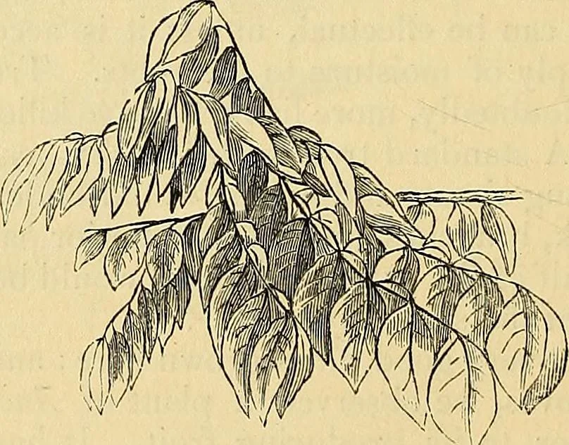 An illustration from The gardener's magazine and register of rural & domestic improvement, 1826, leaf 308