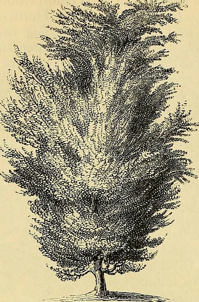 An illustration from The gardener's magazine and register of rural & domestic improvement, 1826, leaf 310
