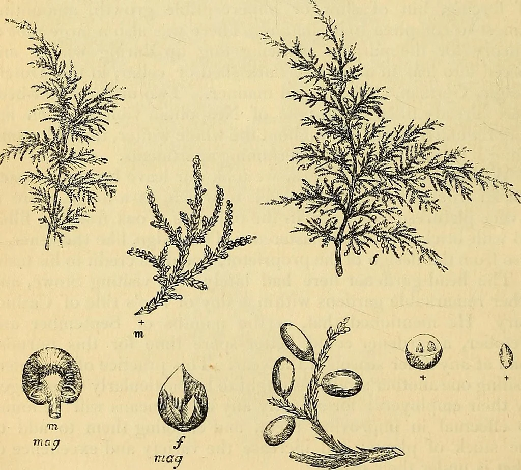 An illustration from The gardener's magazine and register of rural & domestic improvement, 1826, leaf 310