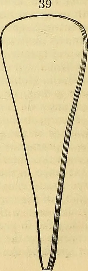 An illustration from The gardener's magazine and register of rural & domestic improvement, 1826, leaf 320