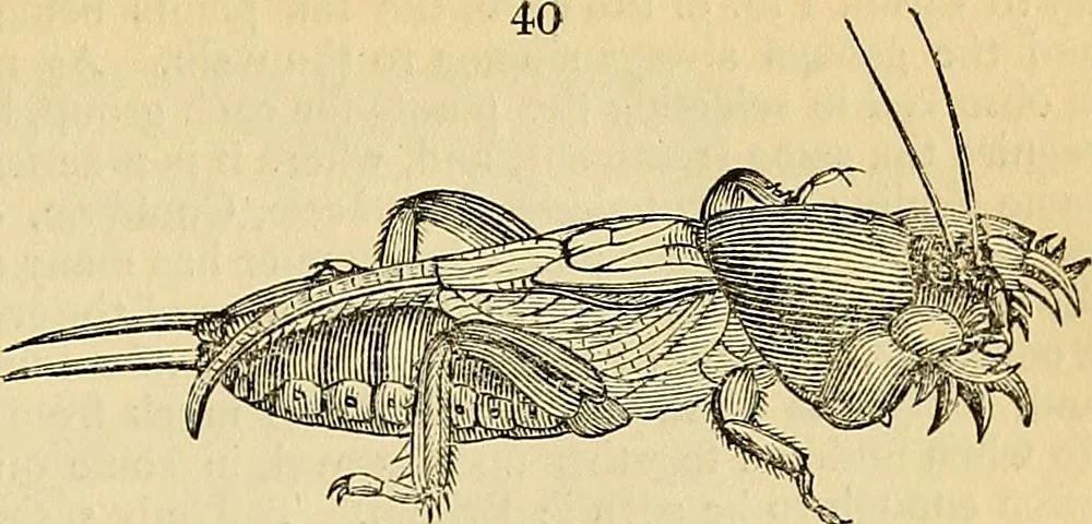 An illustration from The gardener's magazine and register of rural & domestic improvement, 1826, leaf 323