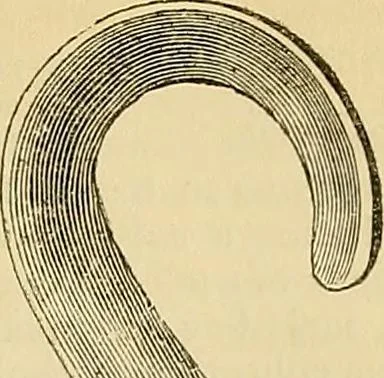 An illustration from The gardener's magazine and register of rural & domestic improvement, 1826, leaf 345