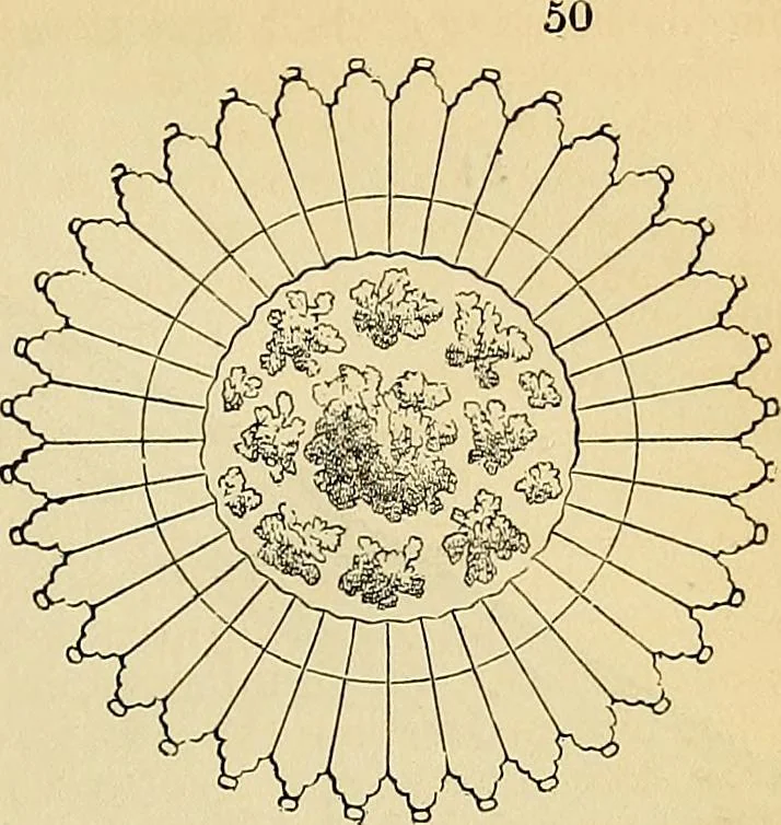 An illustration from The gardener's magazine and register of rural & domestic improvement, 1826, leaf 369