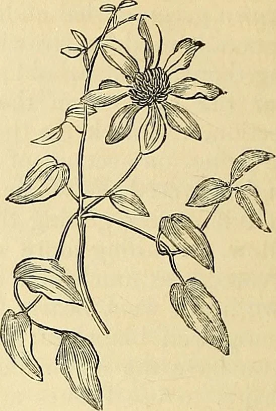 An illustration from The gardener's magazine and register of rural & domestic improvement, 1826, leaf 380