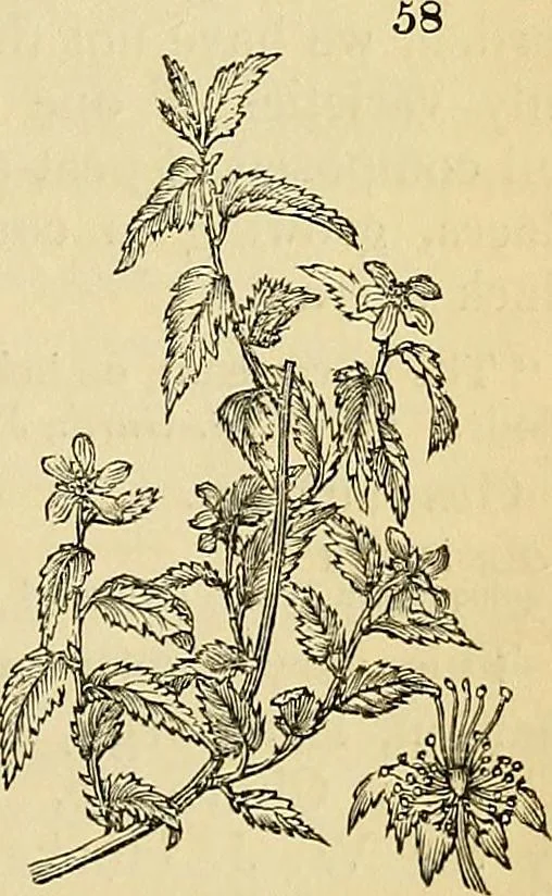 An illustration from The gardener's magazine and register of rural & domestic improvement, 1826, leaf 381