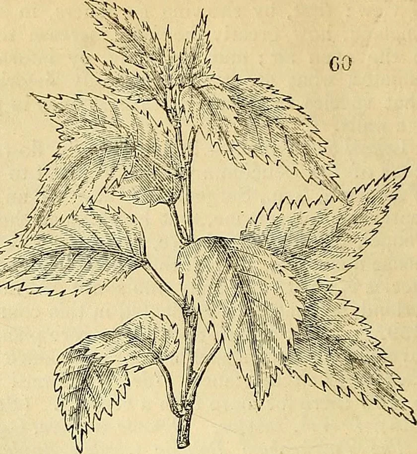An illustration from The gardener's magazine and register of rural & domestic improvement, 1826, leaf 394