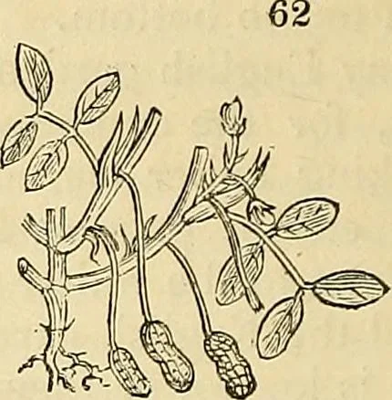 An illustration from The gardener's magazine and register of rural & domestic improvement, 1826, leaf 418