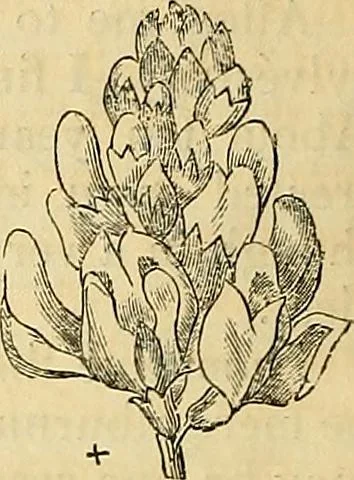 An illustration from The gardener's magazine and register of rural & domestic improvement, 1826, leaf 432