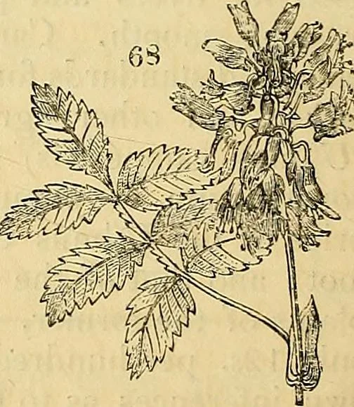 An illustration from The gardener's magazine and register of rural & domestic improvement, 1826, leaf 432