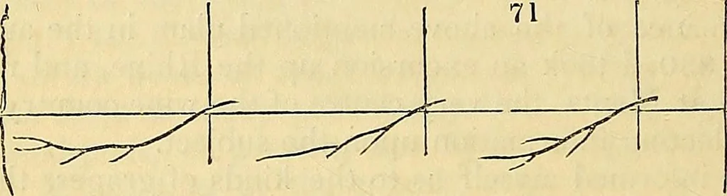 An illustration from The gardener's magazine and register of rural & domestic improvement, 1826, leaf 438