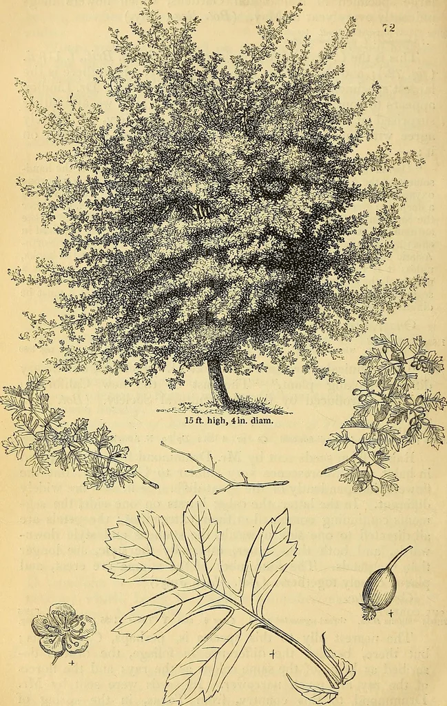 An illustration from The gardener's magazine and register of rural & domestic improvement, 1826, leaf 442