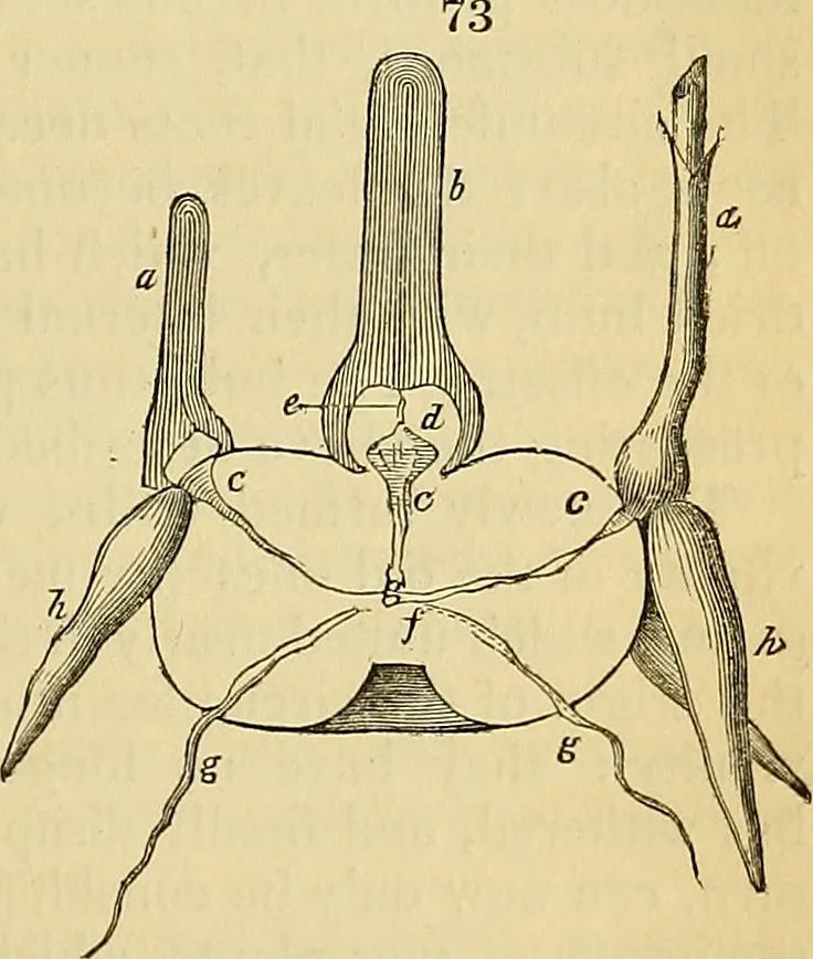 An illustration from The gardener's magazine and register of rural & domestic improvement, 1826, leaf 475