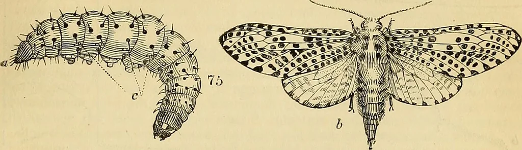 An illustration from The gardener's magazine and register of rural & domestic improvement, 1826, leaf 489