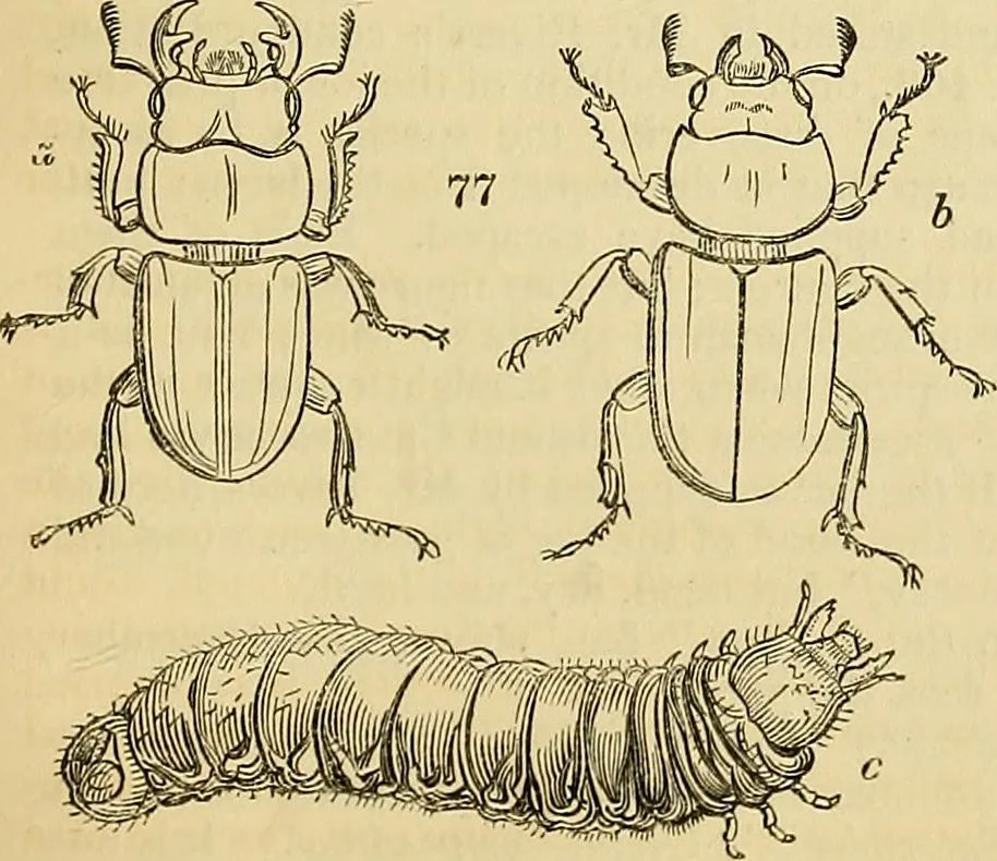 An illustration from The gardener's magazine and register of rural & domestic improvement, 1826, leaf 491