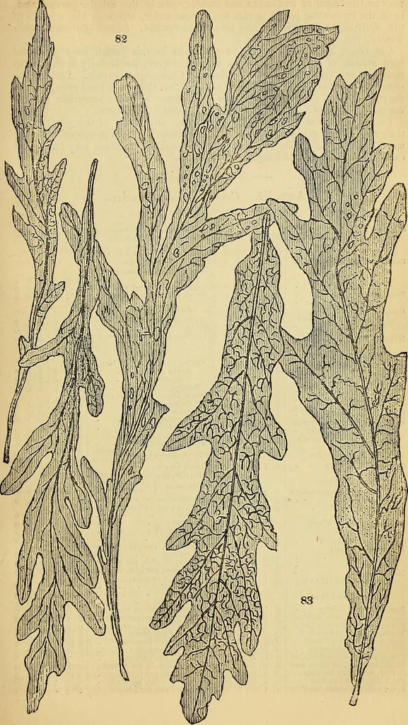 An illustration from The gardener's magazine and register of rural & domestic improvement, 1826, leaf 519