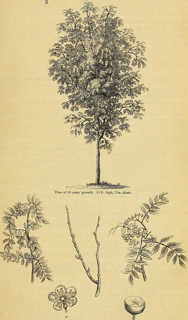 An illustration from The gardener's magazine and register of rural & domestic improvement, 1826, leaf 53
