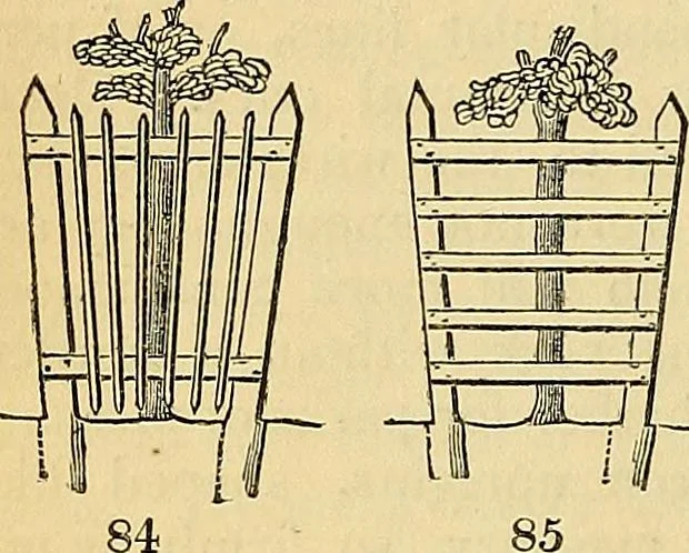 An illustration from The gardener's magazine and register of rural & domestic improvement, 1826, leaf 536