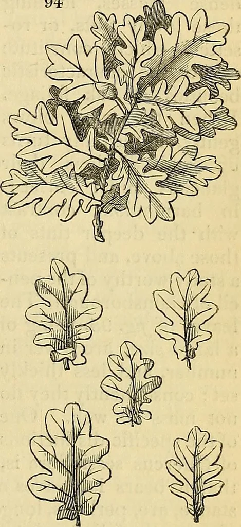 An illustration from The gardener's magazine and register of rural & domestic improvement, 1826, leaf 555