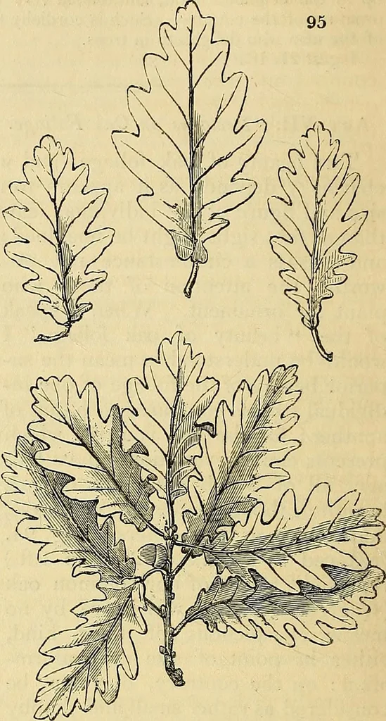 An illustration from The gardener's magazine and register of rural & domestic improvement, 1826, leaf 556