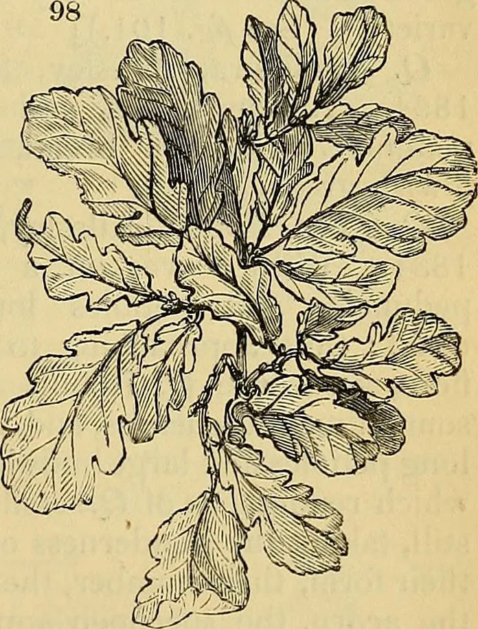 An illustration from The gardener's magazine and register of rural & domestic improvement, 1826, leaf 595